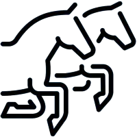 dressage