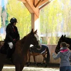 poneys club