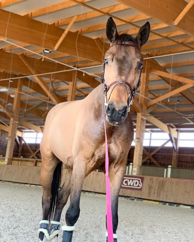cheval
