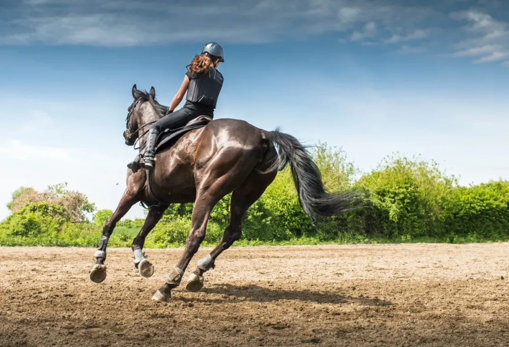 equitation sportive