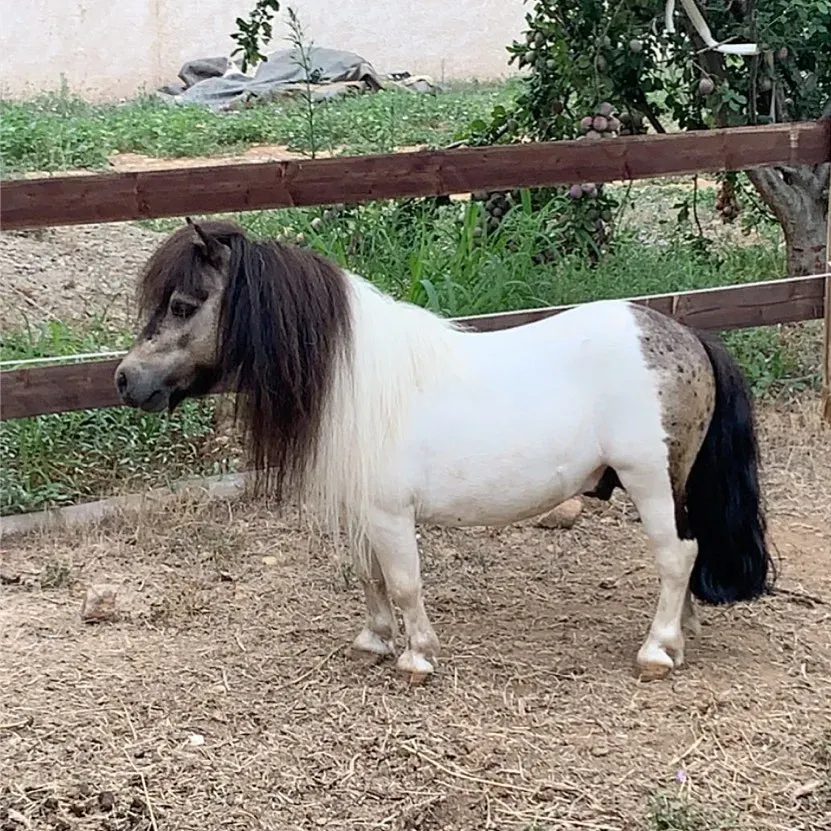 mascotte