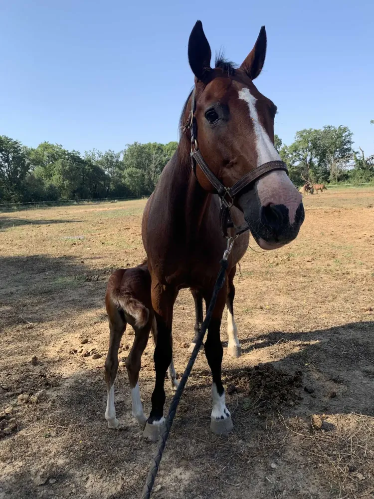 Centre équestre à Saint-Martin-de-Crau (70webp