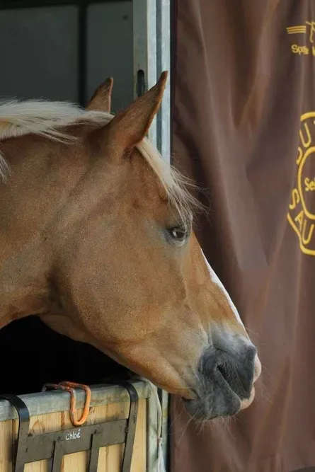 Centre équestre à Saint-Martin-de-Crau (42webp