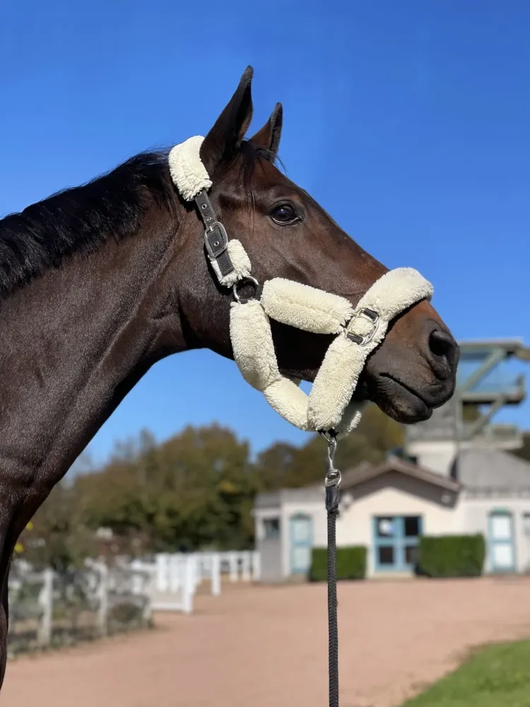Centre équestre à Saint-Martin-de-Crau (71webp