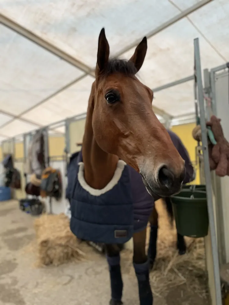 Centre équestre à Saint-Martin-de-Crau (73webp